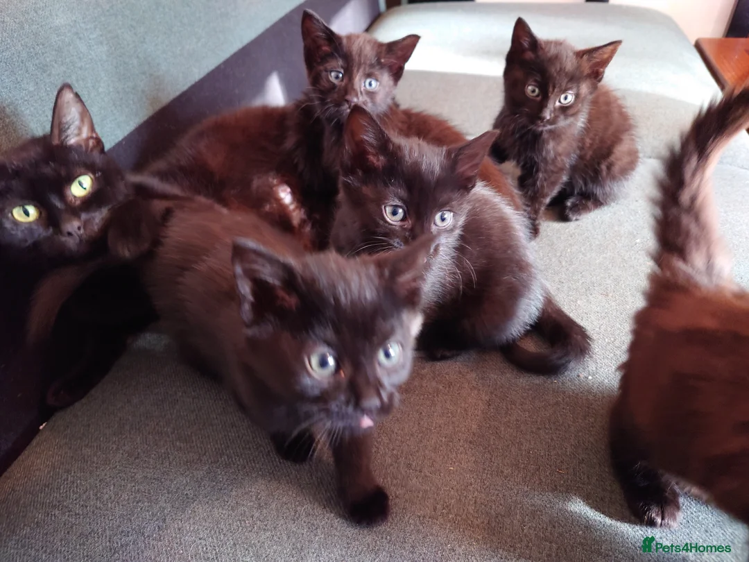 Mixed Breed cats for sale: 5 black kittens - Advert 6