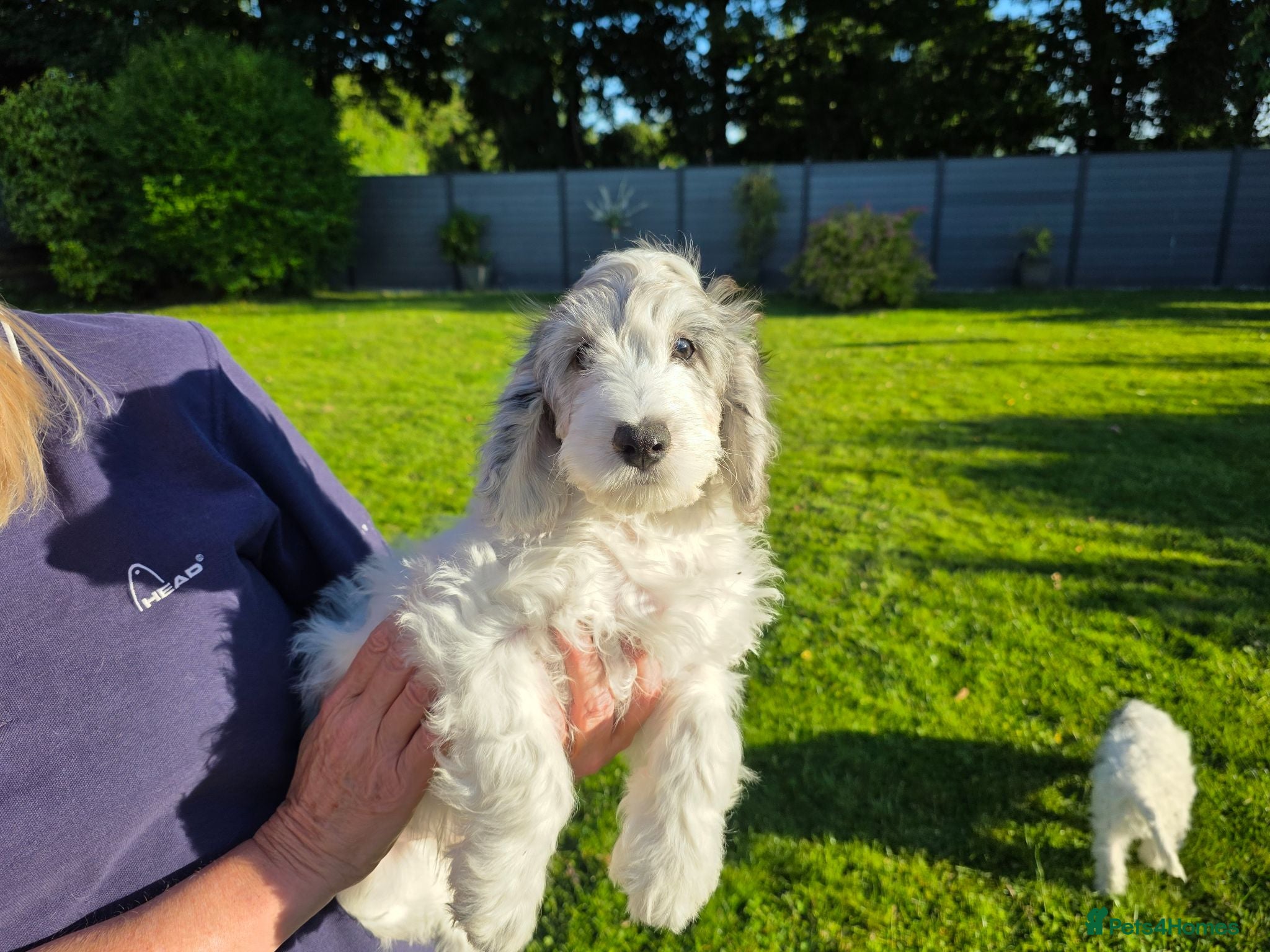 Cockapoo dogs Health tested vaccinated f1 cockapoos ready to go - Advert 1