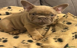 French Bulldog dogs for sale: Adorable Isabella carrying pink frenchie pups - Image 13