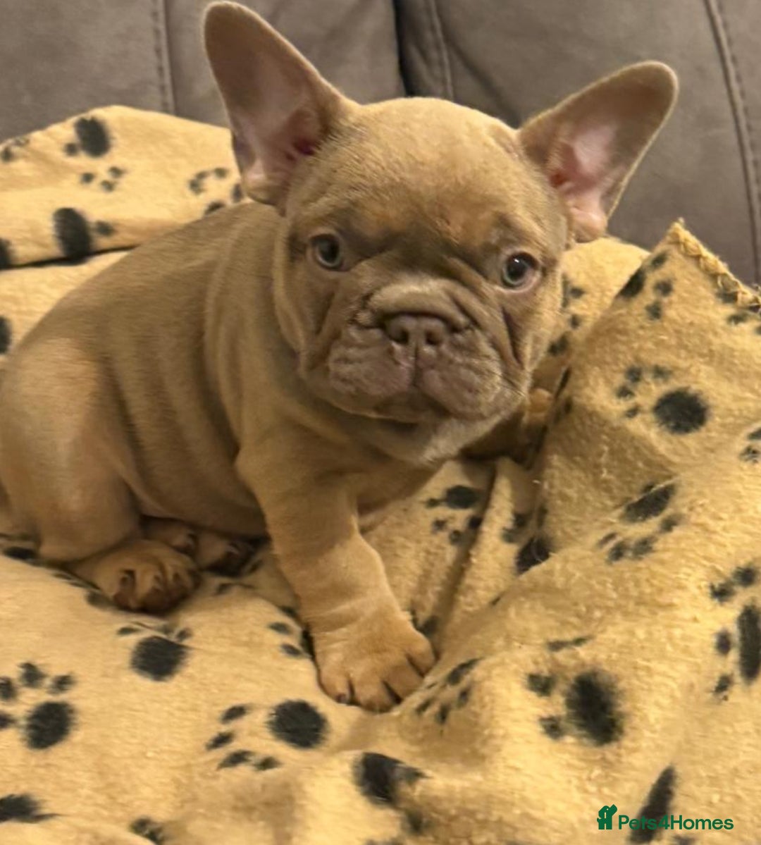 French Bulldog dogs for sale: Adorable Isabella carrying pink frenchie pups - Image 13