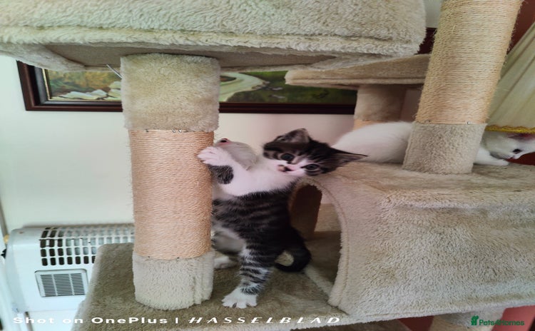 Turkish Angora cats - Advert 4