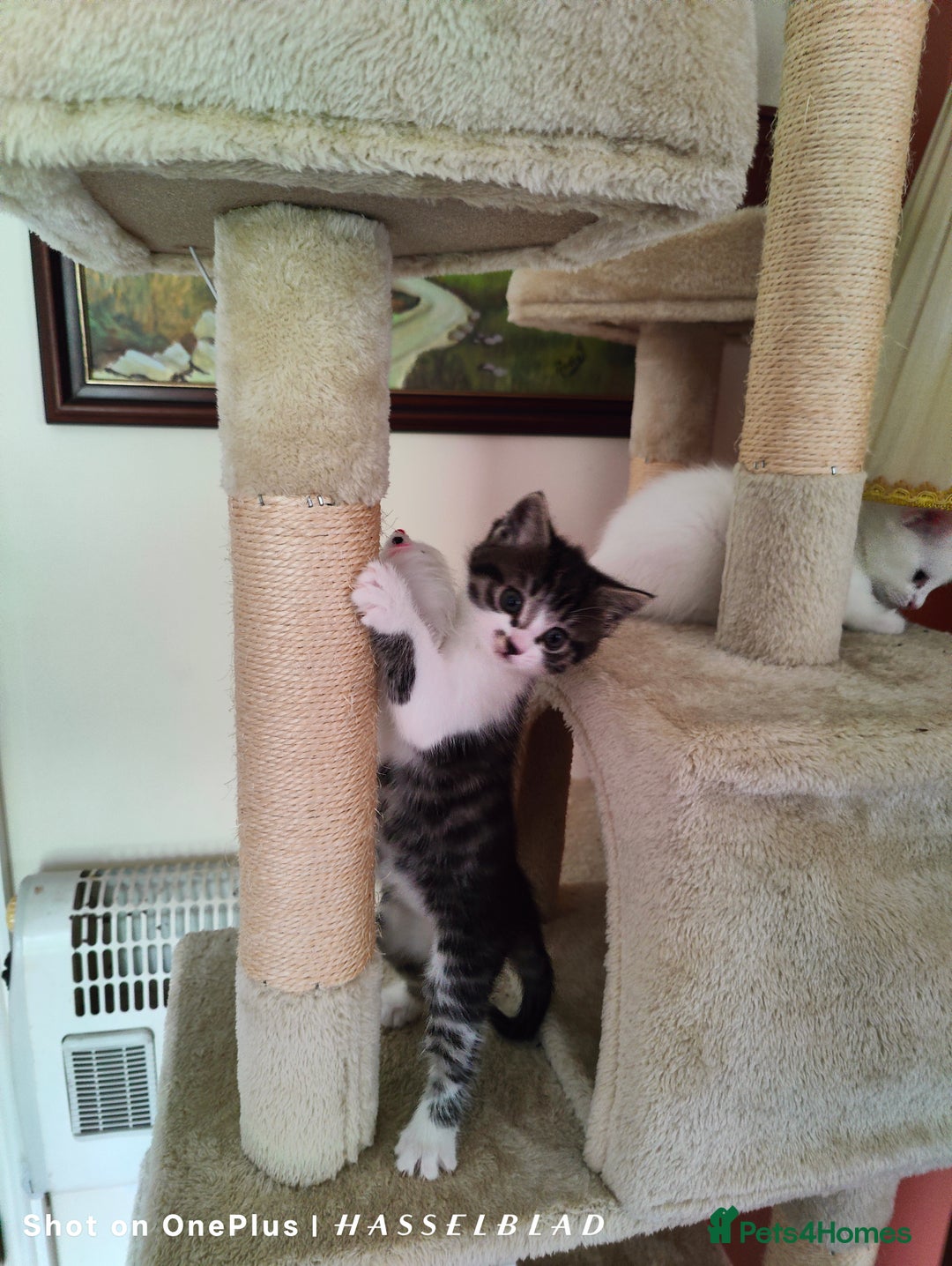 Turkish Angora cats for sale: REDUCED!!! Turkish Angora kittens for sale - Image 1