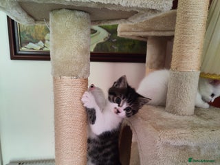 Turkish Angora cats - Advert 3
