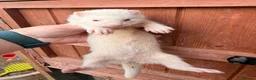 Ferret rodents for sale: Ferrets for sale Jill’s and hobs - Advert 6