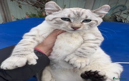 Keetso cats for sale: Rare Keetso female for breeding  - Advert 7