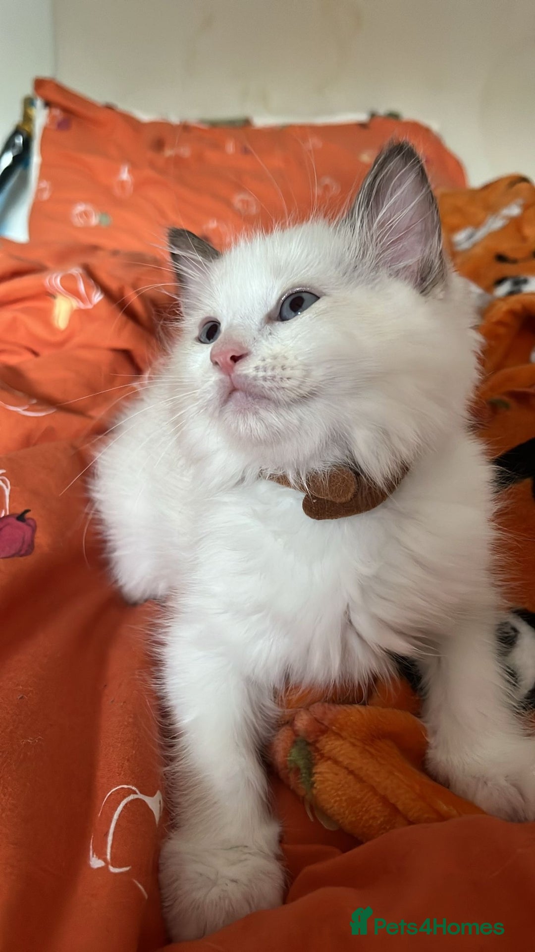 Ragdoll cats for sale:  Last two pure Ragdolls ready now reduced price - Image 9