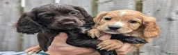 Cocker Spaniel dogs for sale: ✨ Kc Reg Working Cocker Spaniel Puppies  - Advert 11