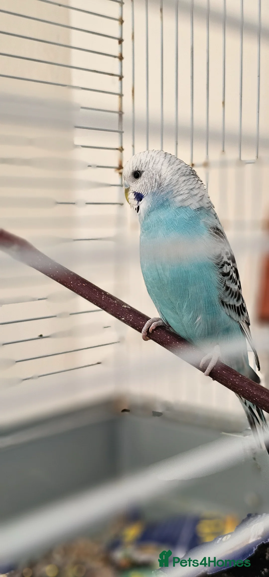 Budgerigars birds for sale: Beautiful budgies and finches for sale - Advert 2