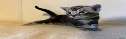 Bengal cats for sale: Pedigree Tica Bengal Kittens - Advert 21