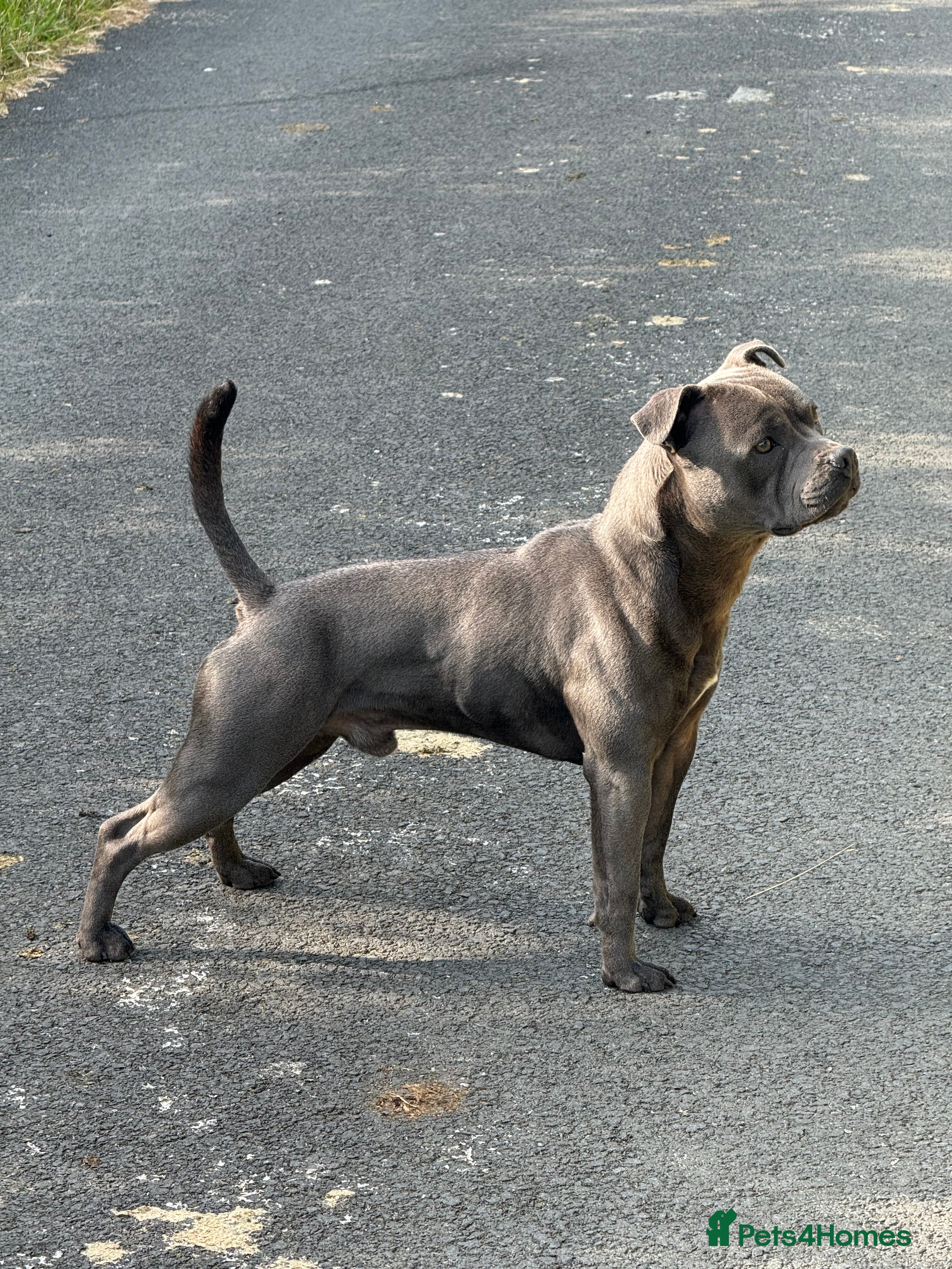 Staffordshire Bull Terrier dogs Staffordshire Bull Terrier Stud in Pwllheli - Advert 1