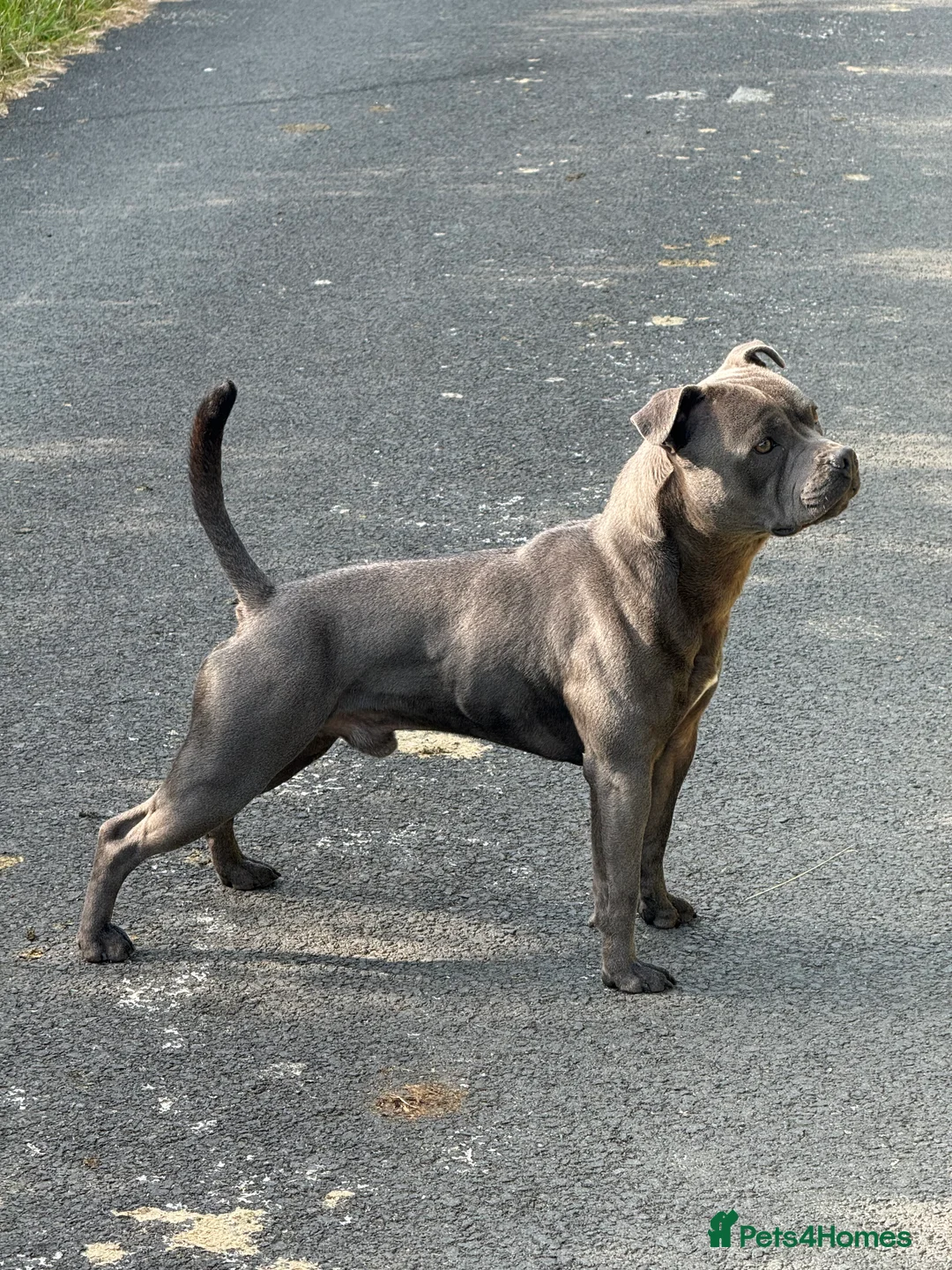 Staffordshire Bull Terrier dogs for stud: Staffordshire Bull Terrier Stud - Advert 1