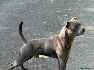 Staffordshire Bull Terrier dogs Staffordshire Bull Terrier Stud in Pwllheli - Advert 1