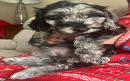 Cockapoo dogs for sale: 1st vac! Extensively health tested F1 cockerpoos   in Goole - Image 28