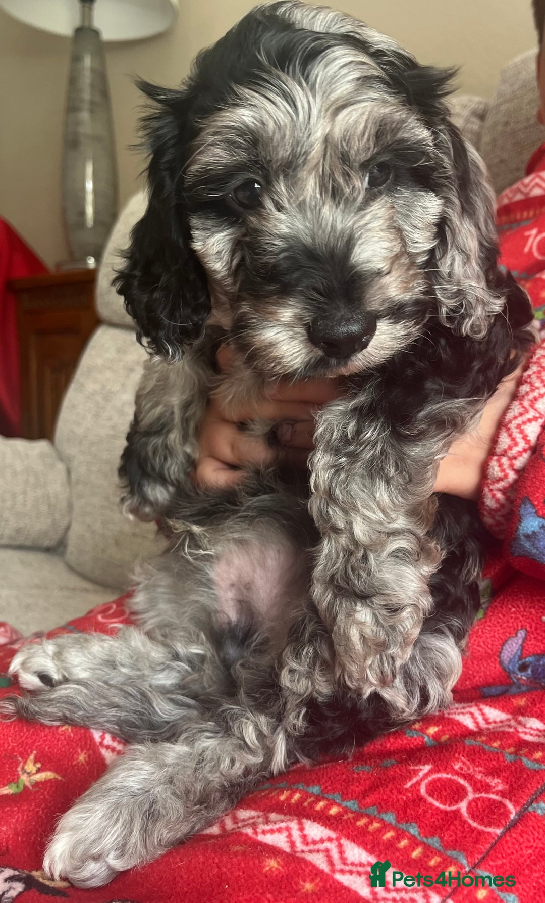 Cockapoo dogs for sale: 1st vac! Extensively health tested F1 cockerpoos   in Goole - Image 28