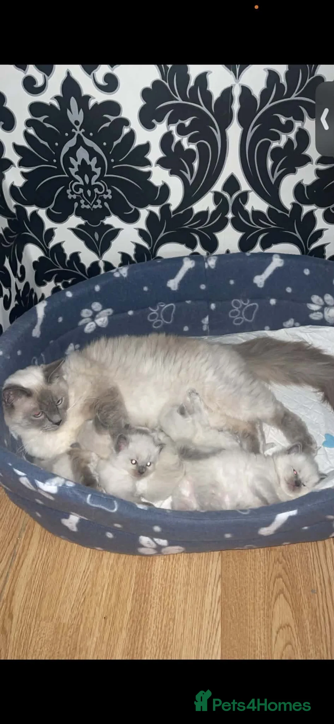 Ragdoll cats for sale: Ragdolls kittens ready to leave‼️ - Advert 2