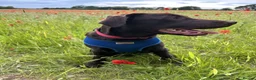 Labrador Retriever dogs for stud: Buddy - Advert 6
