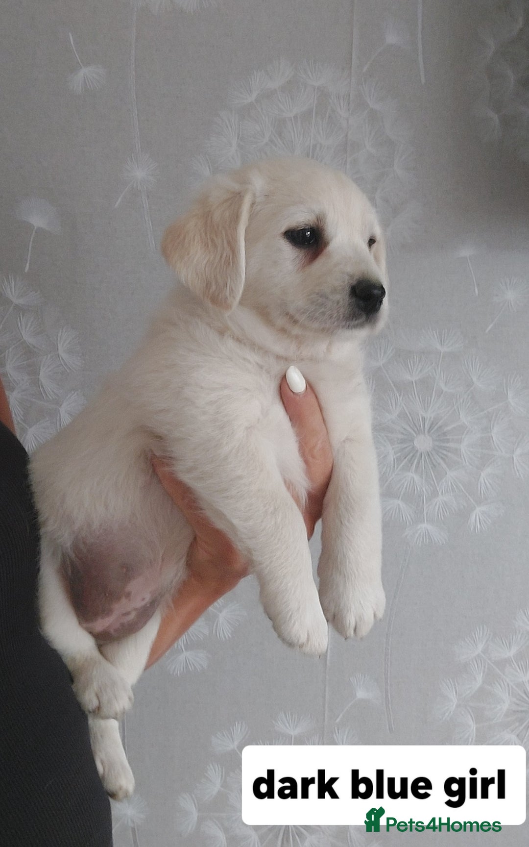 Labradoodle dogs for sale: Beautiful labradoodle pups  - Image 6