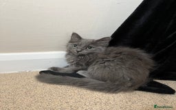 Mixed Breed cats for sale: 3 beautiful female tabby kittens  - Image 2