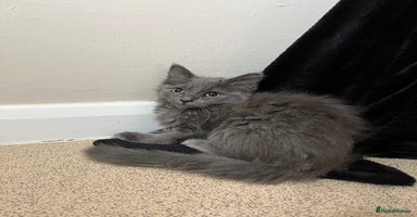 Mixed Breed cats - Advert 5