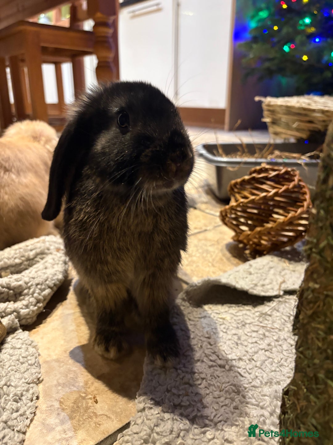 English Lop rabbits for sale: 2 bunnys - Advert 1