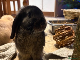 English Lop rabbits 2 bunnys - Advert 1