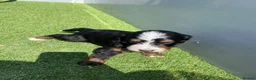 Bernedoodle dogs for sale: Beautiful Tri colour bernedoodle puppies  - Advert 3