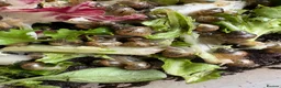 Snails invertebrates for sale: African snail babies  - Advert 12