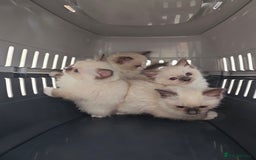 Ragdoll cats for sale: Pure Ragdoll Kittens (2 Male, 2 Female) - Image 1