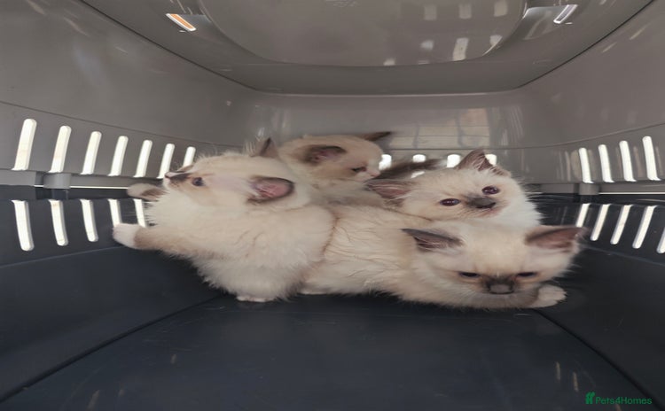 Ragdoll cats for sale - Advert 1