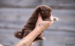 Chihuahua dogs for sale: Long haired chihuahua boy  - Image 1