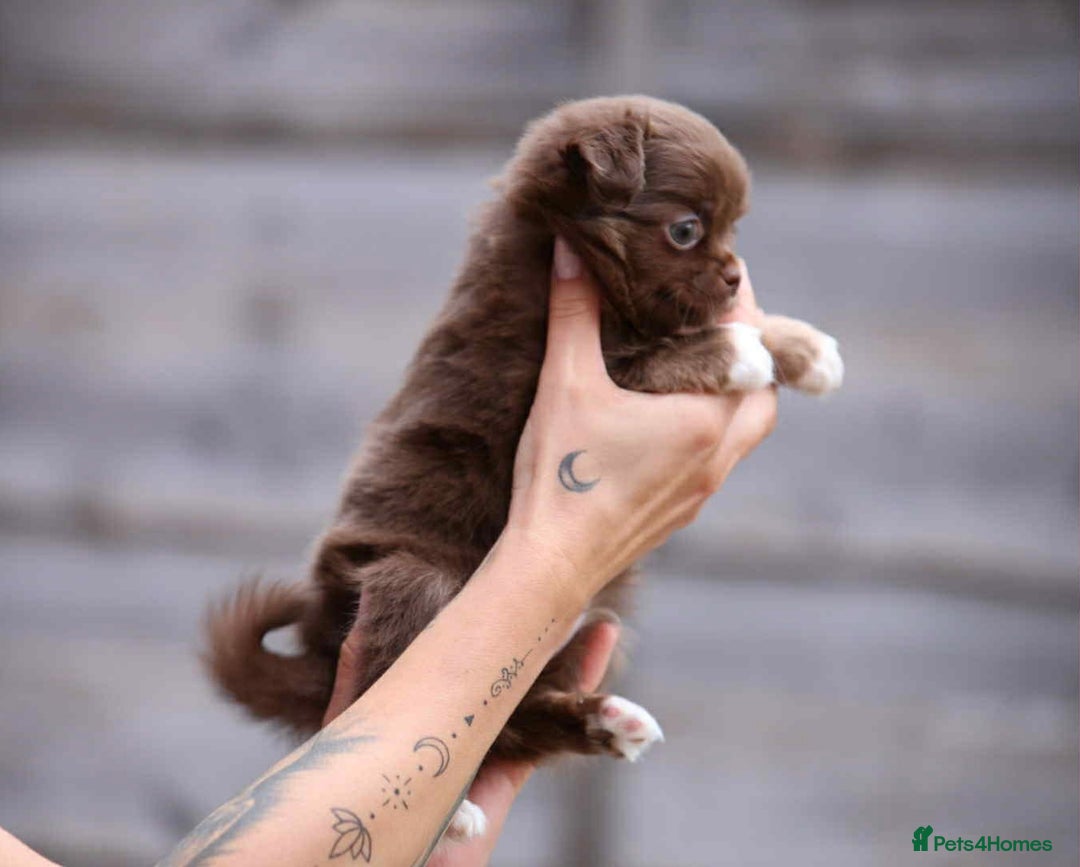 Chihuahua dogs for sale: Long haired chihuahua boy  - Image 1