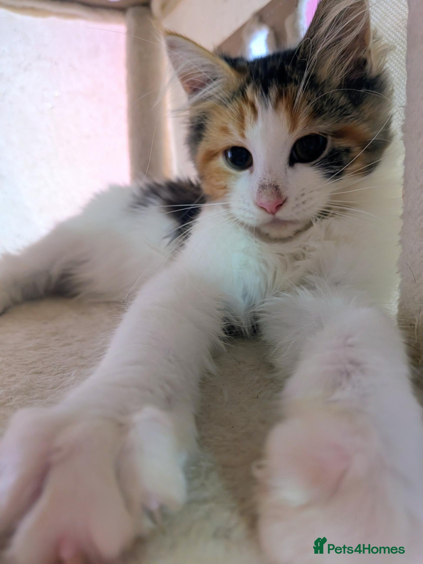 Maine Coon cats for sale: Mainecoon x Ragdoll kittens,read full description  - Advert 14