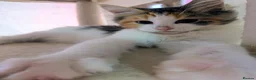 Maine Coon cats for sale: Mainecoon x Ragdoll kittens,read full description  - Advert 18