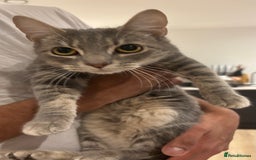 Domestic Shorthair cats for sale: 1 x Male and 1x Female cat - Advert 2