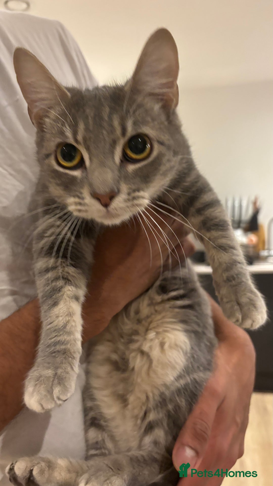 Domestic Shorthair cats for sale: 1 x Male and 1x Female cat - Advert 2