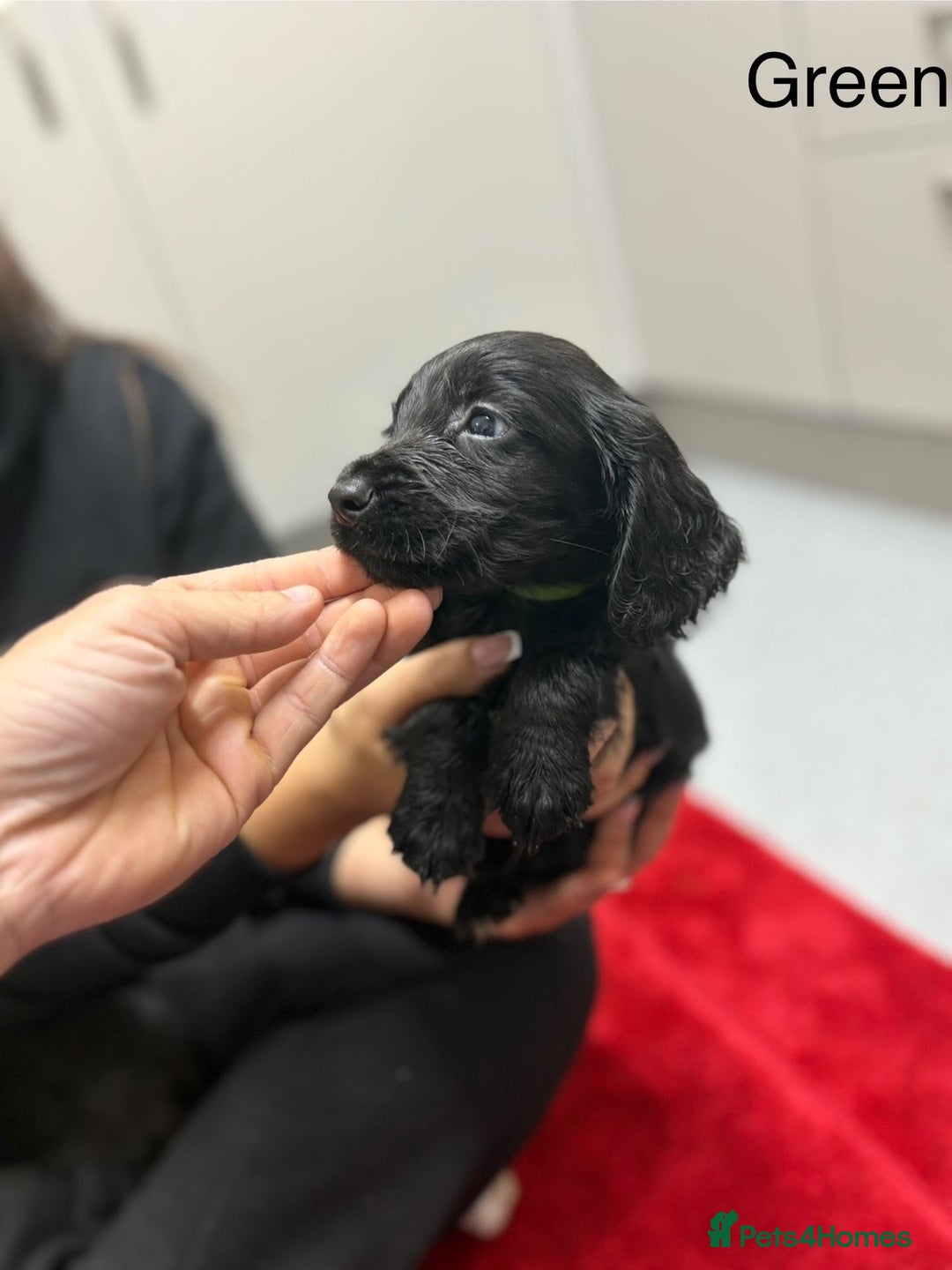 Cocker Spaniel dogs for sale: Working cocker spaniel puppies - Image 6