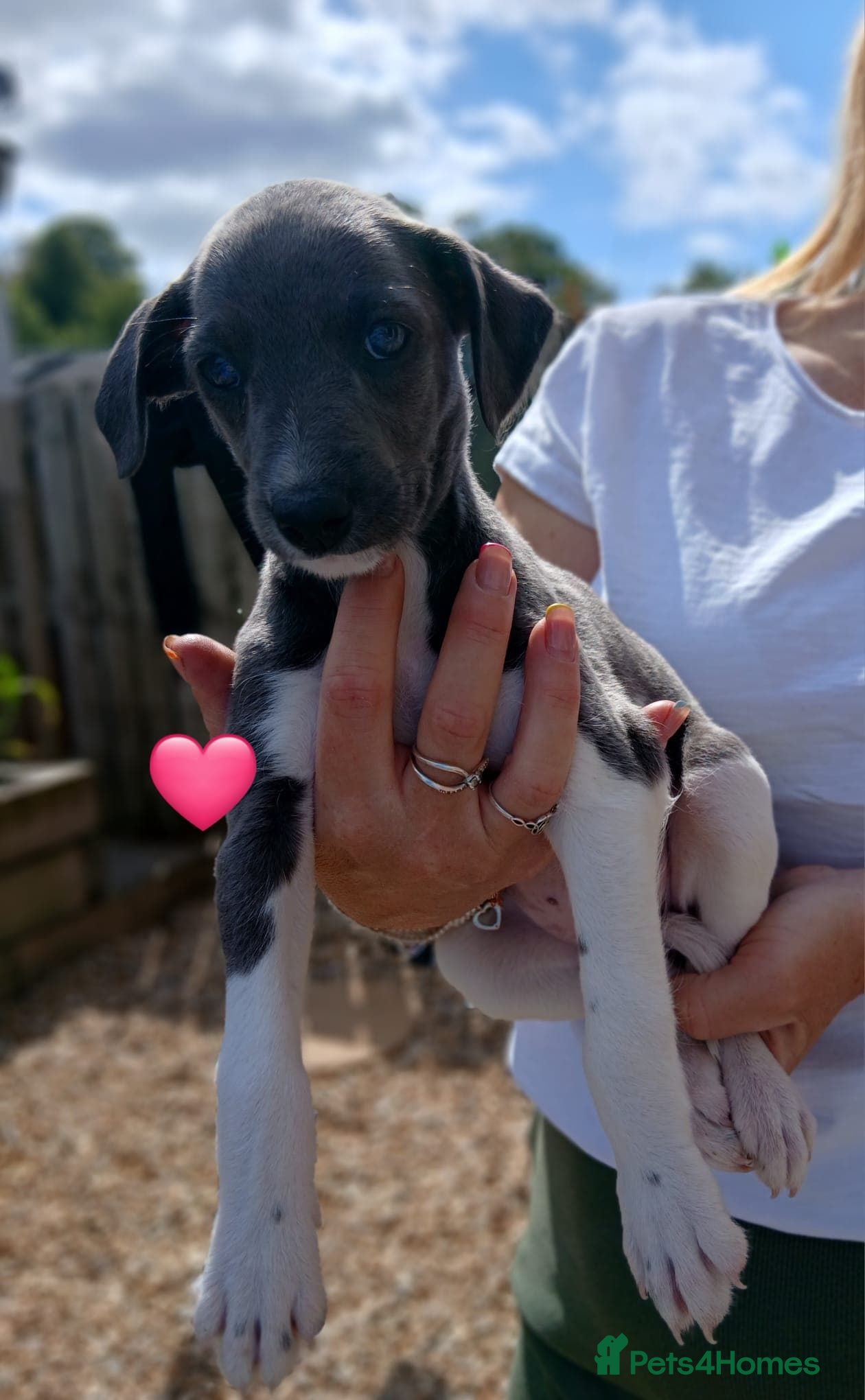 Whippet dogs Beddlington whippets  - Advert 14