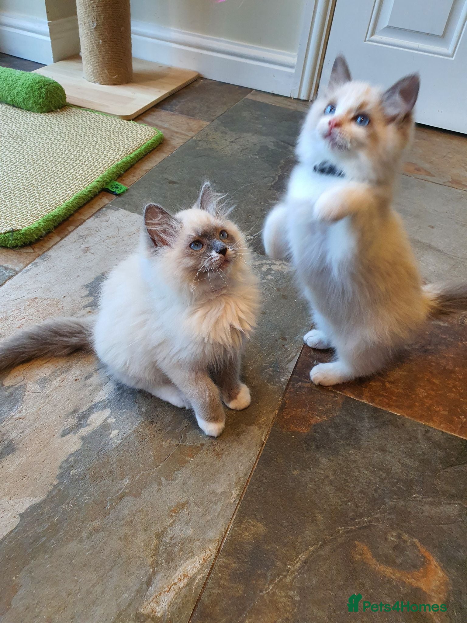 Ragdoll cats 💖Very Beautiful GCCF Registered Ragdoll Kittens. - Advert 2