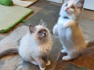 Ragdoll cats 💖Very Beautiful GCCF Registered Ragdoll Kittens. - Advert 2