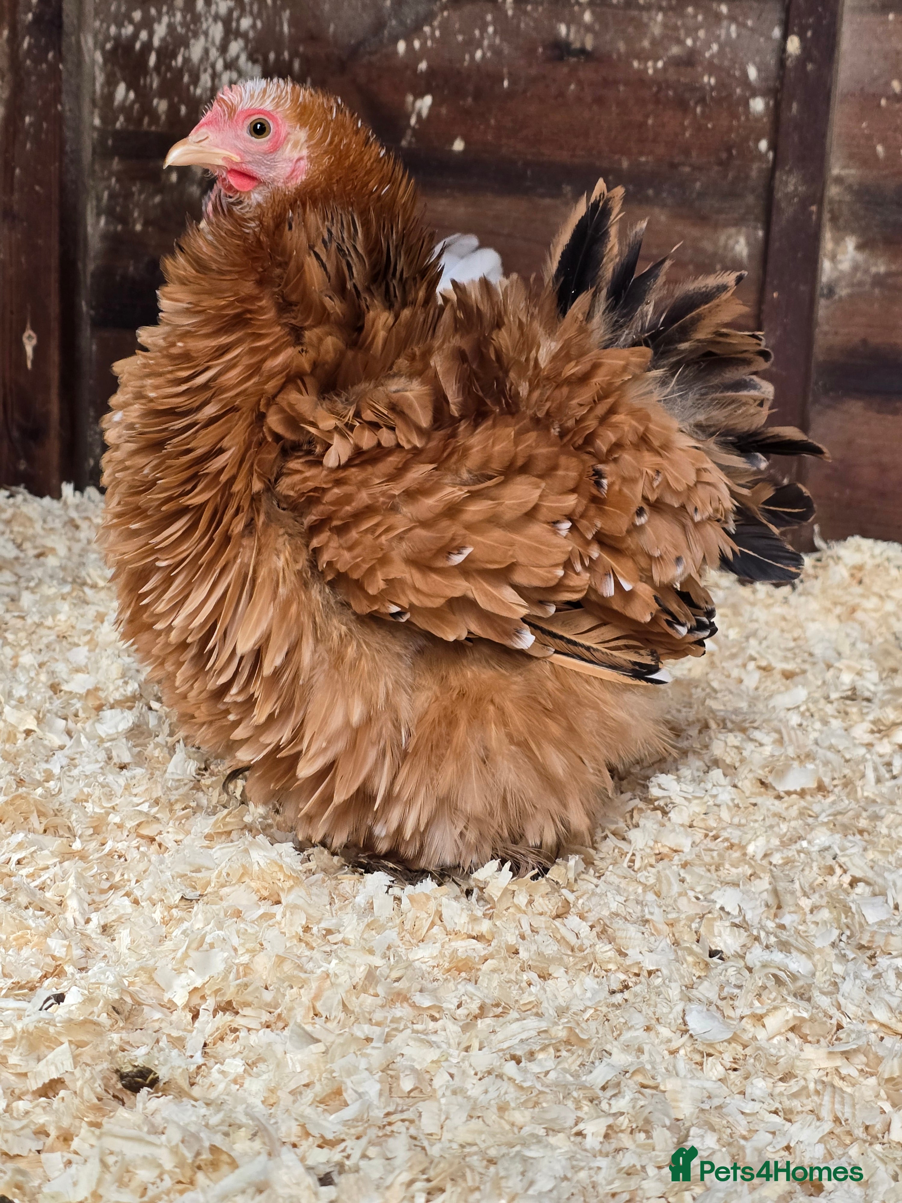 Chickens poultry Pekin Bantam Pullets  - Advert 15