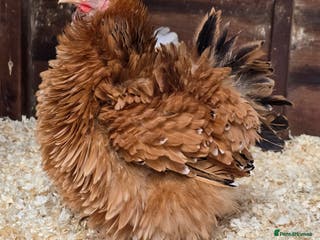 Chickens poultry Pekin Bantam Pullets - Advert 18