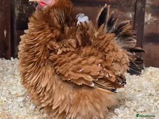 Chickens poultry Pekin Bantam Pullets - Advert 19