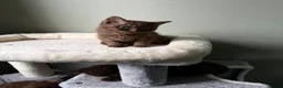 British Shorthair cats for sale: Our Beautiful British Shorthair Kittens - Advert 24