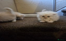 Persian cats for sale: 🌟 Trio of Precious, Purebred Persian Kittens🌟 - Image 21