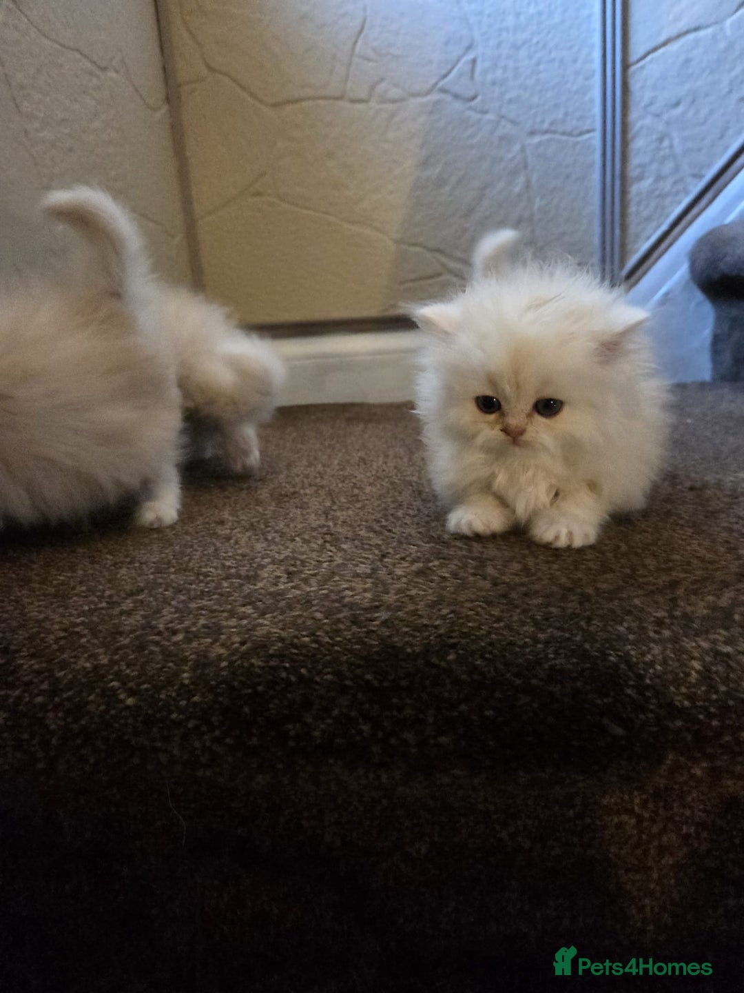 Persian cats for sale: 🌟 Trio of Precious, Purebred Persian Kittens🌟 - Image 21
