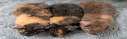 Guinea Pig rodents for sale: Beautiful baby teddy brothers for sale - Advert 2