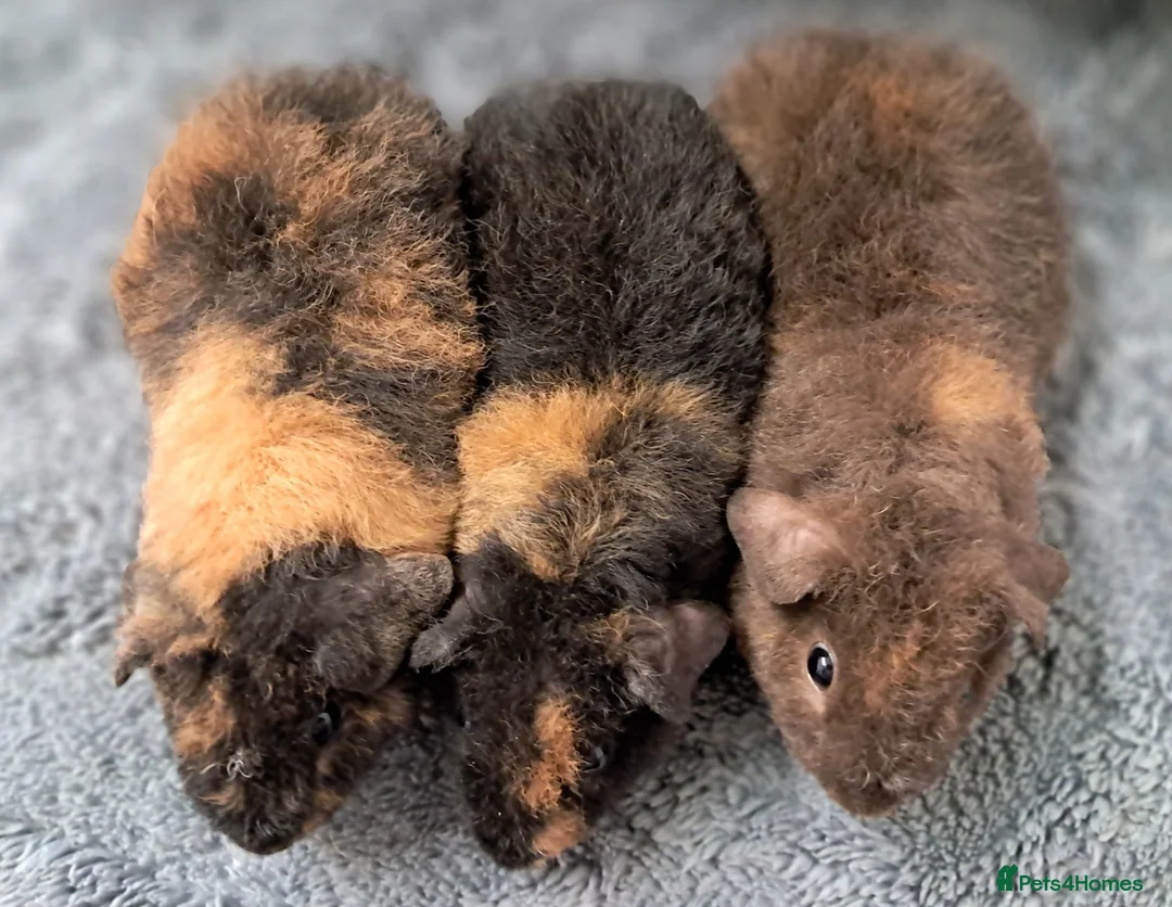 Guinea Pig rodents for sale: Beautiful baby teddy brothers for sale - Advert 2
