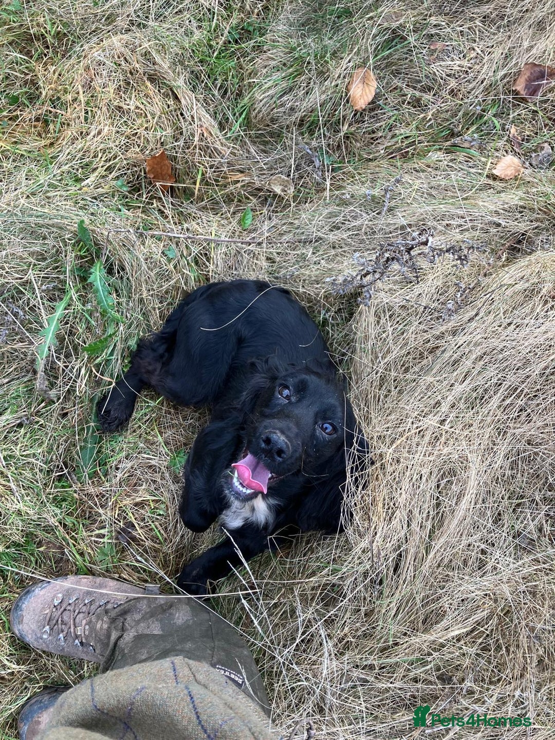 Cocker Spaniel dogs for sale: Cocker Spaniel Puppies for Sale - Advert 6