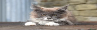 Maine Coon 3