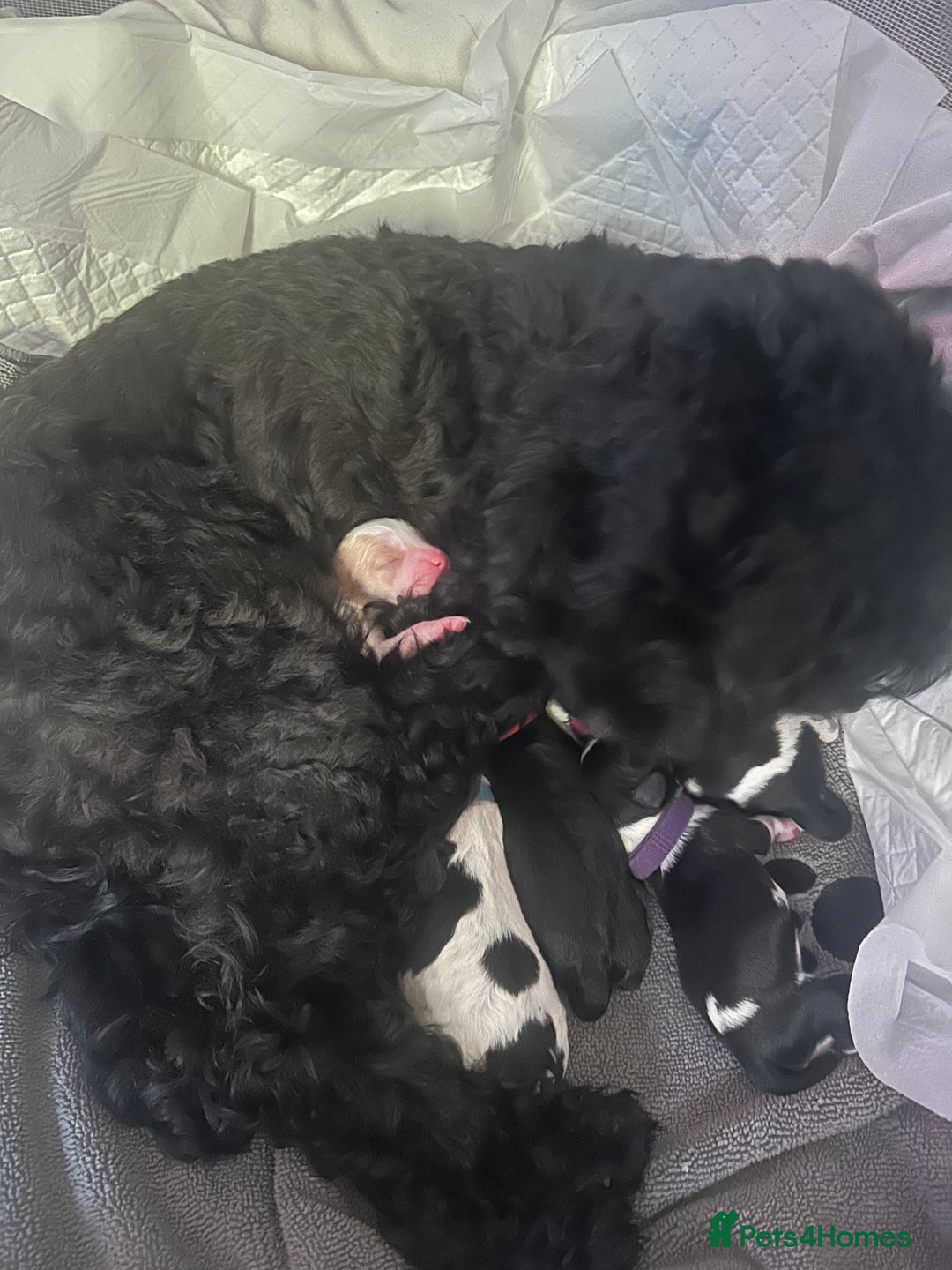 Mixed Breed dogs for sale: 3 LEFT - Cockapoo Cavapoo Puppies - READY TO GO - Advert 21